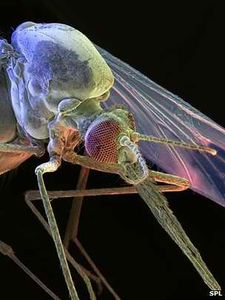 Malaria: Moskitos werden immun gegen Parasiten (Foto: SPL)