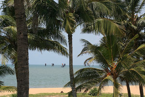 Sri Lanka: viele Palmen aber wenig Meinungsfreiheit (Foto: flickr/Wayne Dilger)
