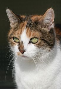Katze: Rätsel um Ursache für Allergie gelöst (Foto:  pixelio.de, angieconscious)
