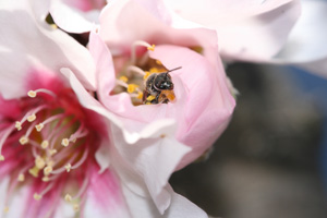 Biene bei der Bestäubung: erhöht den Ertrag deutlich (Foto: pr.uni-freiburg.de)