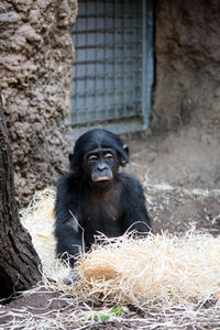 Bonobo: bald nur mehr im Zoo zu bestaunen (Foto: pixelio.de, Silke Kaiser)
