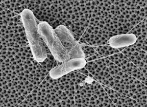 E. coli: Hat auf nanoporösem Metall keine Chance (Foto: cornell.edu)
