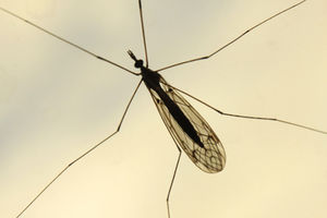 Moskito: Antibiotika erhöhen Malariagefahr (Foto: pixelio.de, uschi dreiucker)