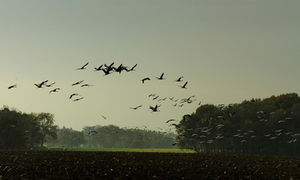 Zugvögel: schuld an Verbreitung von Vogelgrippe (Foto: pixelio.de, U. Dreiucker)