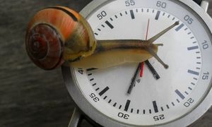 Schnecke auf der Uhr: Lange Ladezeit frustriert (Foto: pixelio.de/D. Schneider)