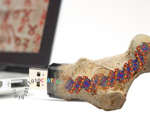 Fossil-Vorbild: So bleiben DNA-Daten haltbar (Foto: Philipp Stössel/ETH Zürich)