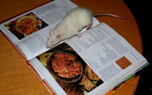 Ratte mit Kochbuch: Essgewohnheiten ändern sich (Foto: pixelio.de/by-sassi)