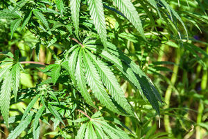 Cannabis: Forscher konnten positive Wirkung erhalten (Foto: pixelio.de/NicoLeHe)
