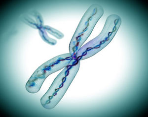 X-Chromosom: neue Forschungen der ETHZ (Foto: fotolia.de, Giovanni Cancemi)