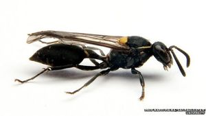 Polybia paulista: Insektengift hilft gegen Krebs (Foto: unesp.br/Mario Palma)