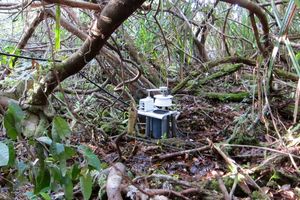Forscher nehmen Feuchtigkeitsmessung im Regenwald vor (Foto: web.mit.edu)