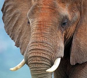 Elefant: Handel mit Elfenbein und Co im Darknet boomt (Foto: ifaw.org)