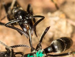 Matabele-Ameise versorgt die Wunden einer Artgenossin (Foto: Erik T. Frank)