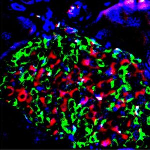 Zell-Schutz: Ansatz wirkt bei Mäuse-Bauchspeicheldrüse (Foto: Salk Institute)