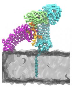 SC-Form: So kämpfen Peptide gegen Giftstoffe (Grafik: lu.se)