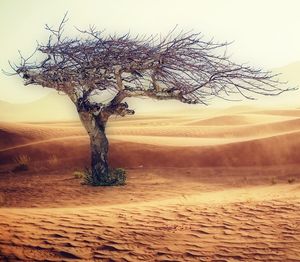 Baum in Wüste: Migration durch Klimawandel (Foto: pixabay.com, cocoparisienne)