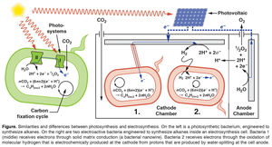 Natürliche (links) und elektronenunterstützte Photosynthese (Grafik: B. Barstow)