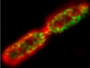 Bakterium leuchtend dank des neuen Wirkstoffs (Foto: sheffield.ac.uk)