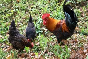 Hühner: Vogelgrippe ist eine ernste Bedrohung (Foto: pixelio.de, BettinaF)
