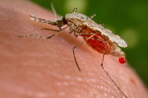 Anopheles-Mücke in Aktion: Bakterium hilft gegen Malaria (Foto: Jim Gathany/CDC)
