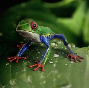 Frosch: Tierwelt kämpft mit Klimawandel (Foto: pixabay.com, cocoparisienne)