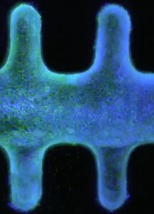 Organoid: künstliche Darmzellen fast wie das Original (Bild: epfl.ch)