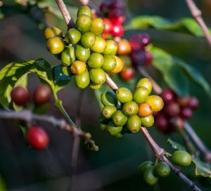 Kaffeepflanze: bedroht durch Klimawandel (Foto: Rodrigo Flores, unsplash.com)