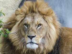 Löwe: Zoos begünstigen die Übertragung von Viren durch den Menschen (Foto: pixabay.com, ArtTower)
