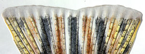 Zebrafisch-Gewebe regeneriert sich