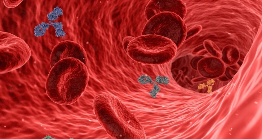 Immunproteine bringen Immunsystem in Fahrt