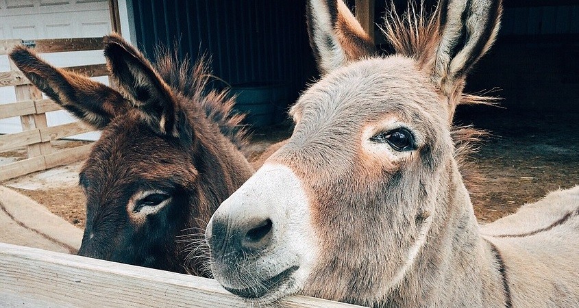 Esel sondern "Wundermittel" gegen Zecken ab