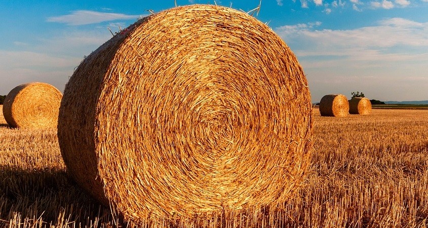 Kleidung zukünftig aus Stroh statt Baumwolle