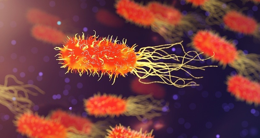 Curcumin und Emodin wirken gegen Superbugs