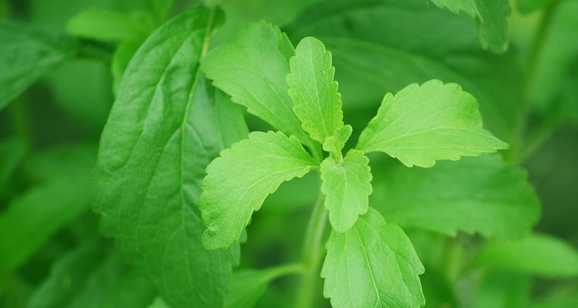 Stevia wirkt gegen Bauchspeicheldrüsenkrebs