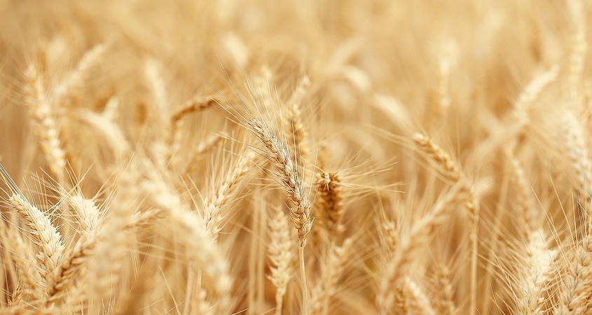 Pilze im Boden lassen Weizen besser wachsen