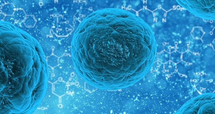 Pflanzenvirus CPMV ist ein neuer Krebs-Killer