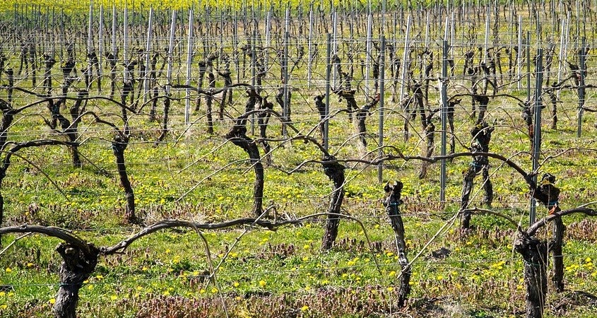 Weinbergabfälle sollen Erdöl ersetzen