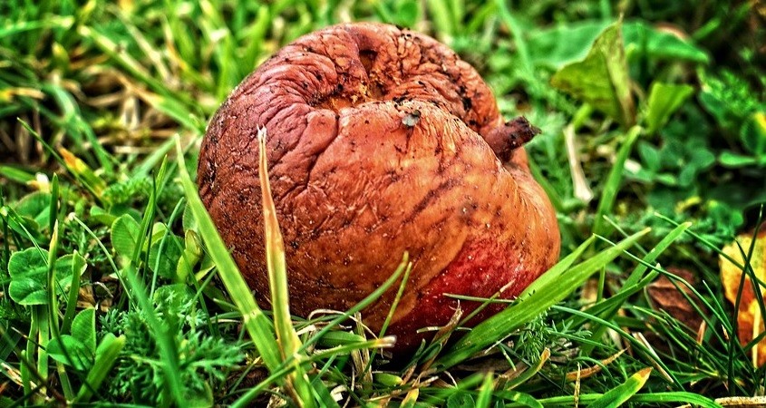 Vergammeltes Gemüse wird zu Bio-Kerosin