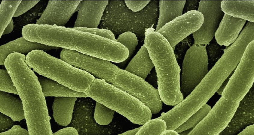 Mikroplastik verrät sich durch grünes Leuchten