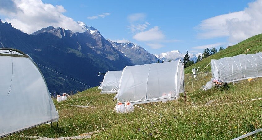 Dürren schädigen Graslandschaften massiv