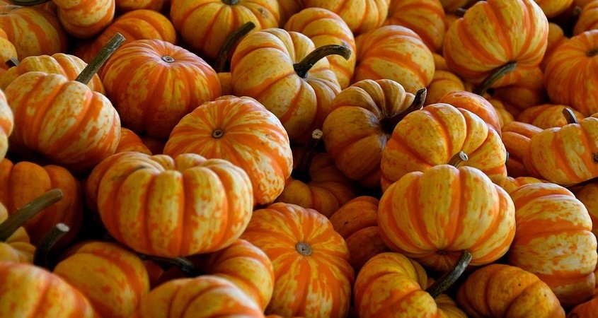 Rätsel um Bodenschadstoffe im Kürbis gelöst