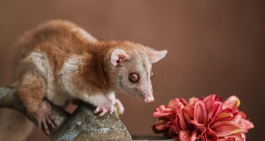 Australiens Beuteltiere stark mit PFAS belastet