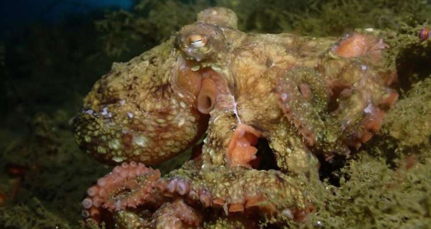 Tarnung nach Tintenfisch-Methode realisiert