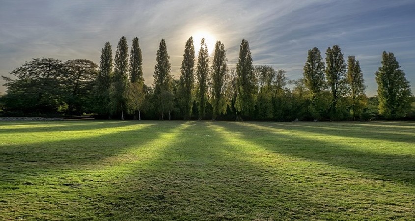 Pappeln werden zu lebenden Chemiefabriken