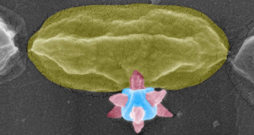 Forscher spießen gefährliche Bakterien auf