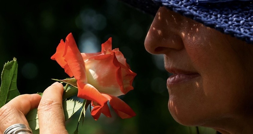 Forscher holen verlorenen Geruchssinn zurück