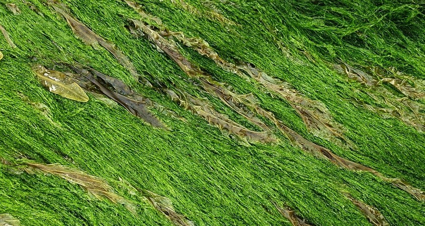 Tool senkt Produktionskosten von Seetang