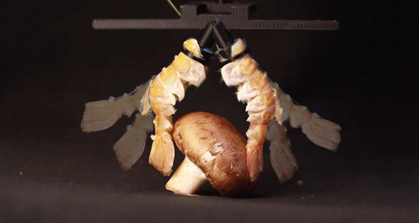 Robotergreifer aus Langusten-Exoskeletten