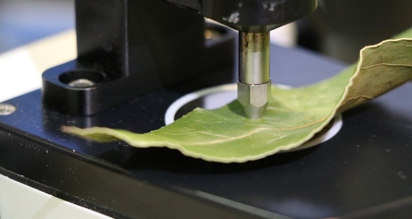 Blätter verraten den Reifegrad von Früchten