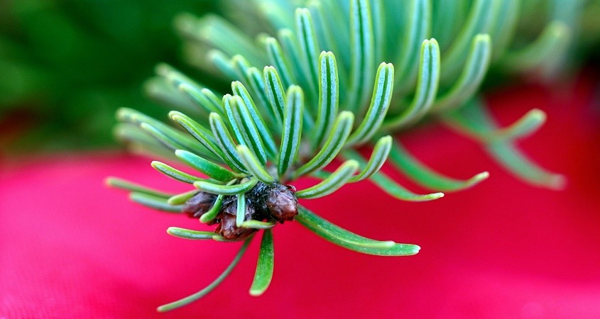 Duft von Tannennadeln macht glücklicher